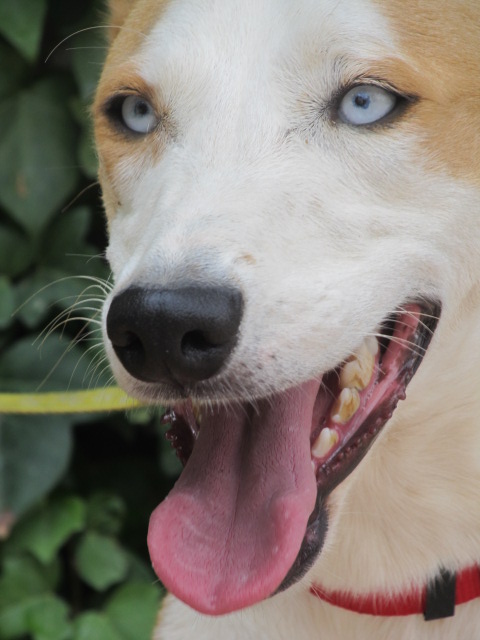 Mirta ,né le 1/05/2010 , magnifique x husky aux yeux persants a l'adoption (es) ADOPTEE Mirta_18