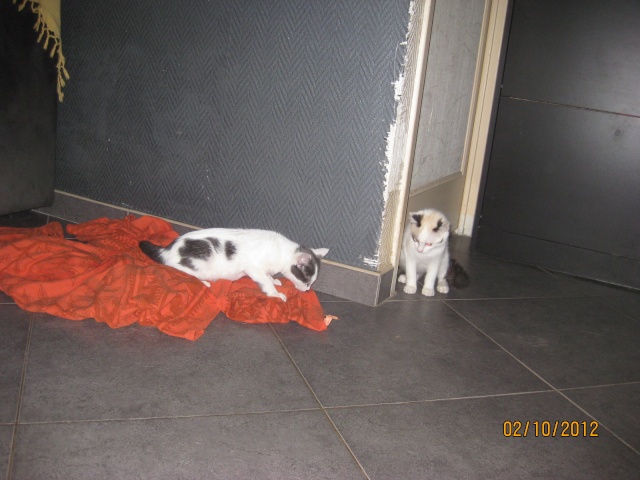 YUMALA, chatonne de 6 mois à l'adoption (77) -F-R-VV-LBC Yumala19