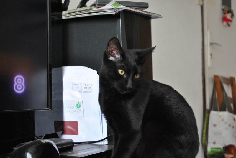 Brioche, chaton noir, né mi-mai 2012 Dsc_0210