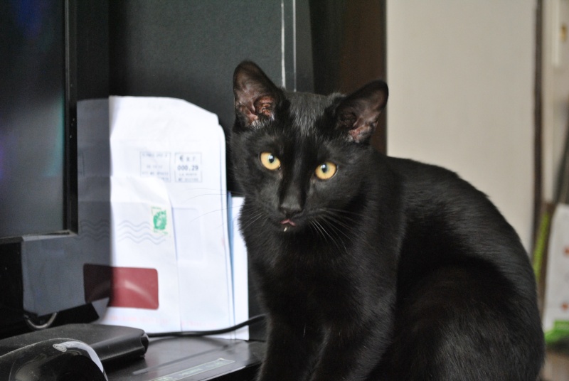 Brioche, chaton noir, né mi-mai 2012 Dsc_0211