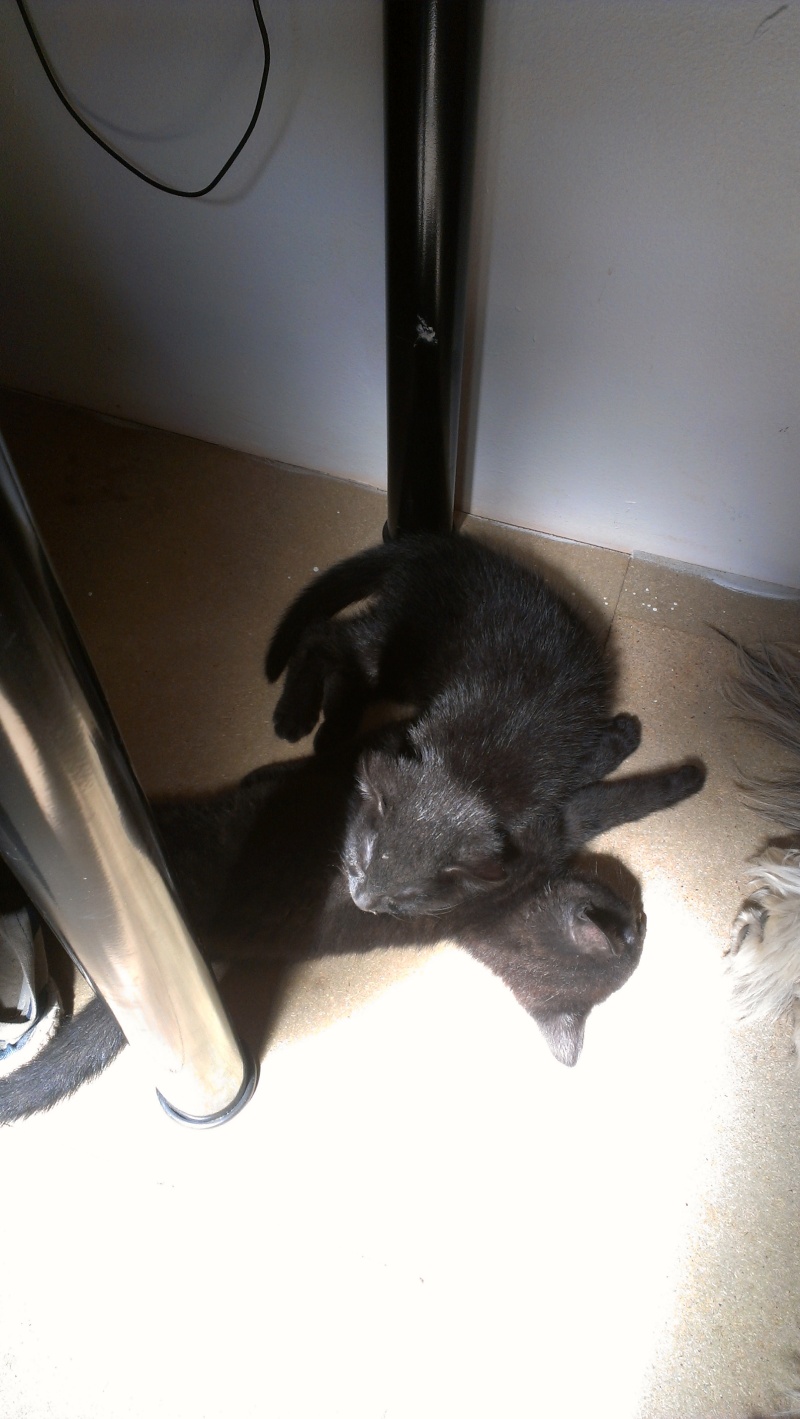 Brioche, chaton noir, né mi-mai 2012 Imag0210