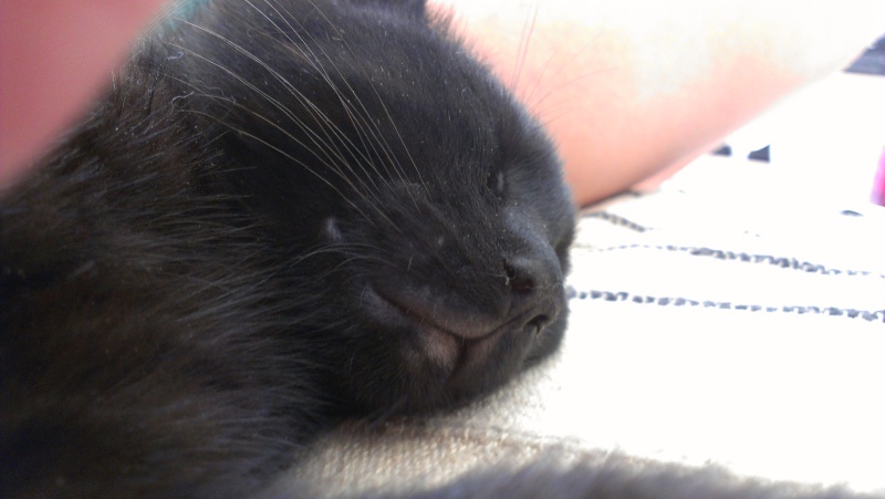 Brioche, chaton noir, né mi-mai 2012 Imag0411