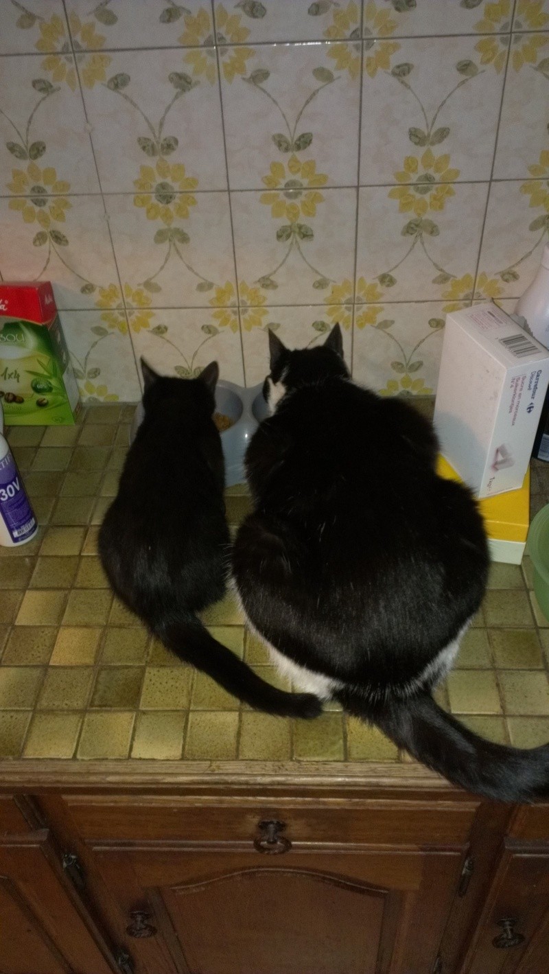 Brioche, chaton noir, né mi-mai 2012 Imag0511