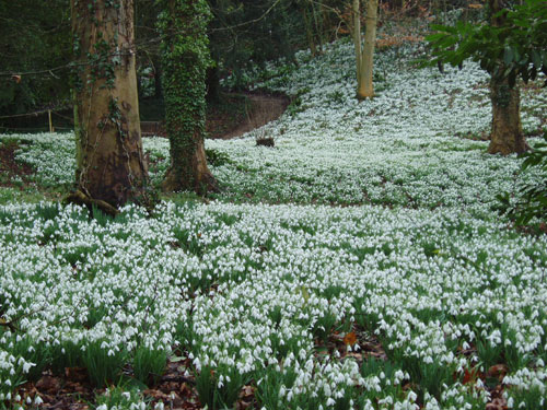 the snowdrop Snow410