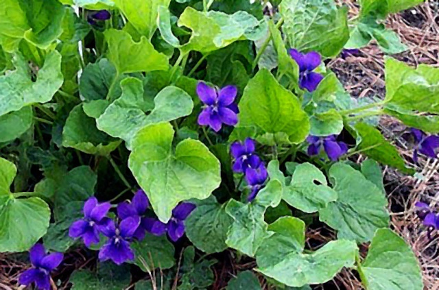 Violet Flower Violet11