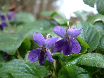 Violet Flower Violet13