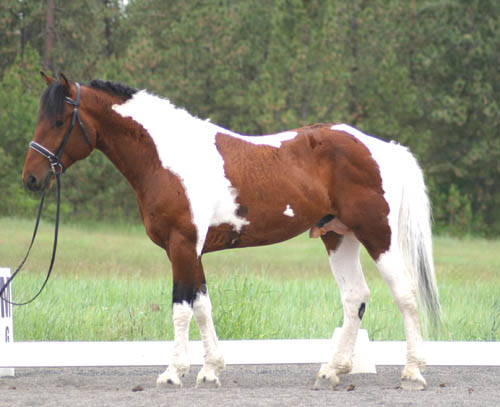 bashkir curly 32june10