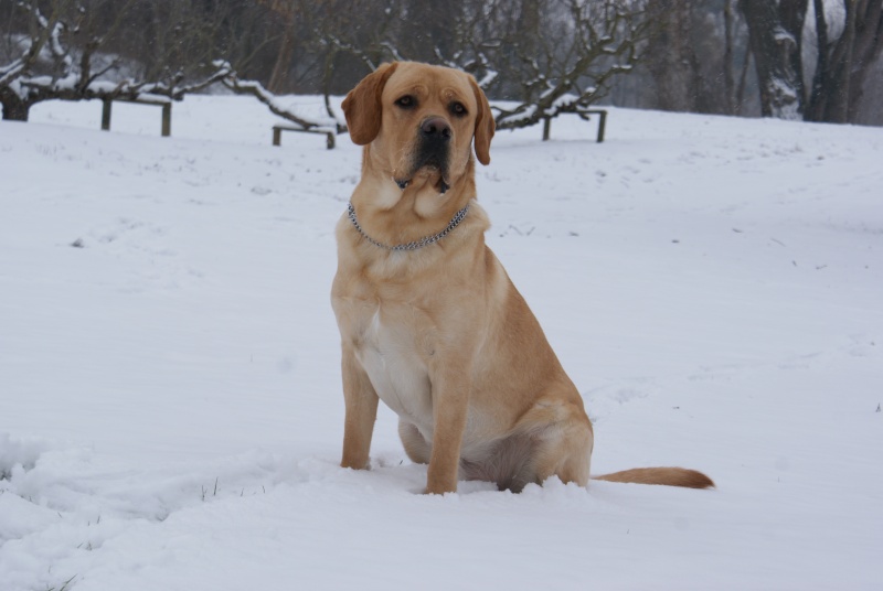 Concours photo chien hiver 2010/2011 - GROUPE 4 Dsc04012