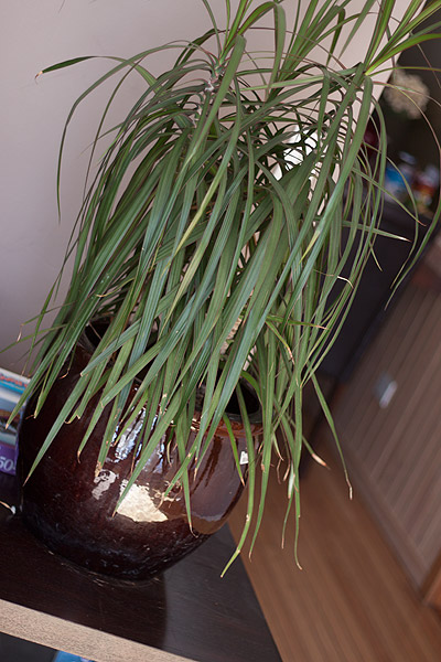 January 16- Item indoors that starts with the letter P Plant10