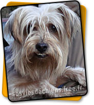 toa york sos vie de chien Toa10