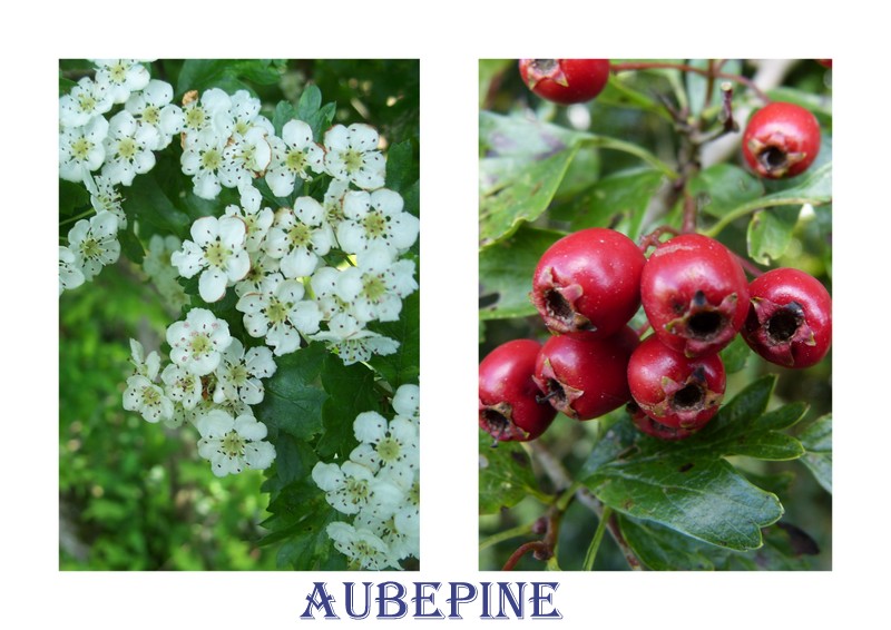 LES FLEURS DE L’ARREE 1ère partie Aubepi12