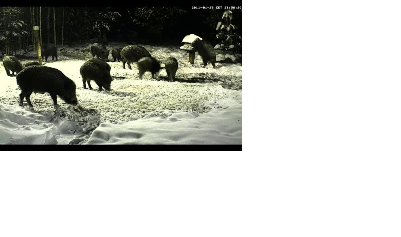 ESTONIAN WILD PIG CAM 2010 -2011 - Page 29 Pigs14