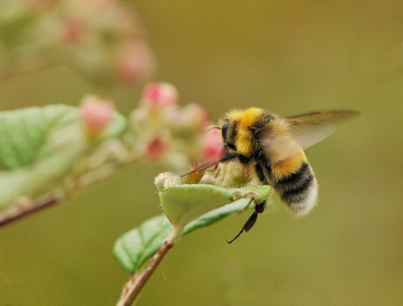 L'abeille. 1aa_8311