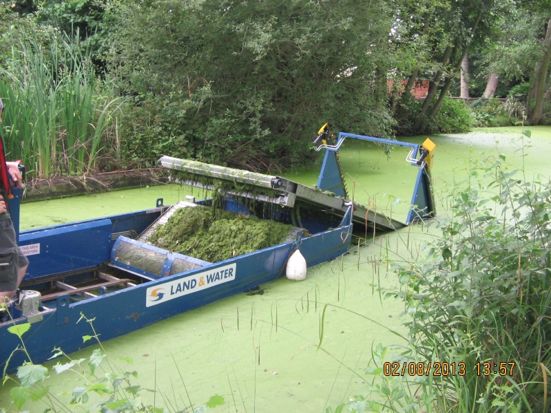 Fish Kill on the Basingstoke Canal Img_0550