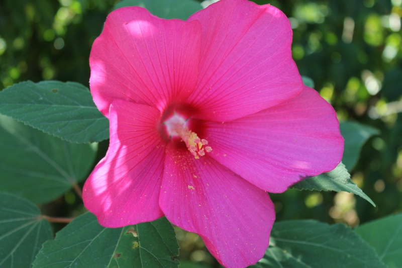 Floraisons hibiscus H_lasi11