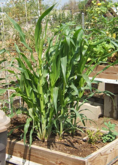 AUGUST in SO CAL and the Livin' is easy - what to plant Bed2_810