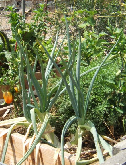 AUGUST in SO CAL and the Livin' is easy - what to plant Onion_10