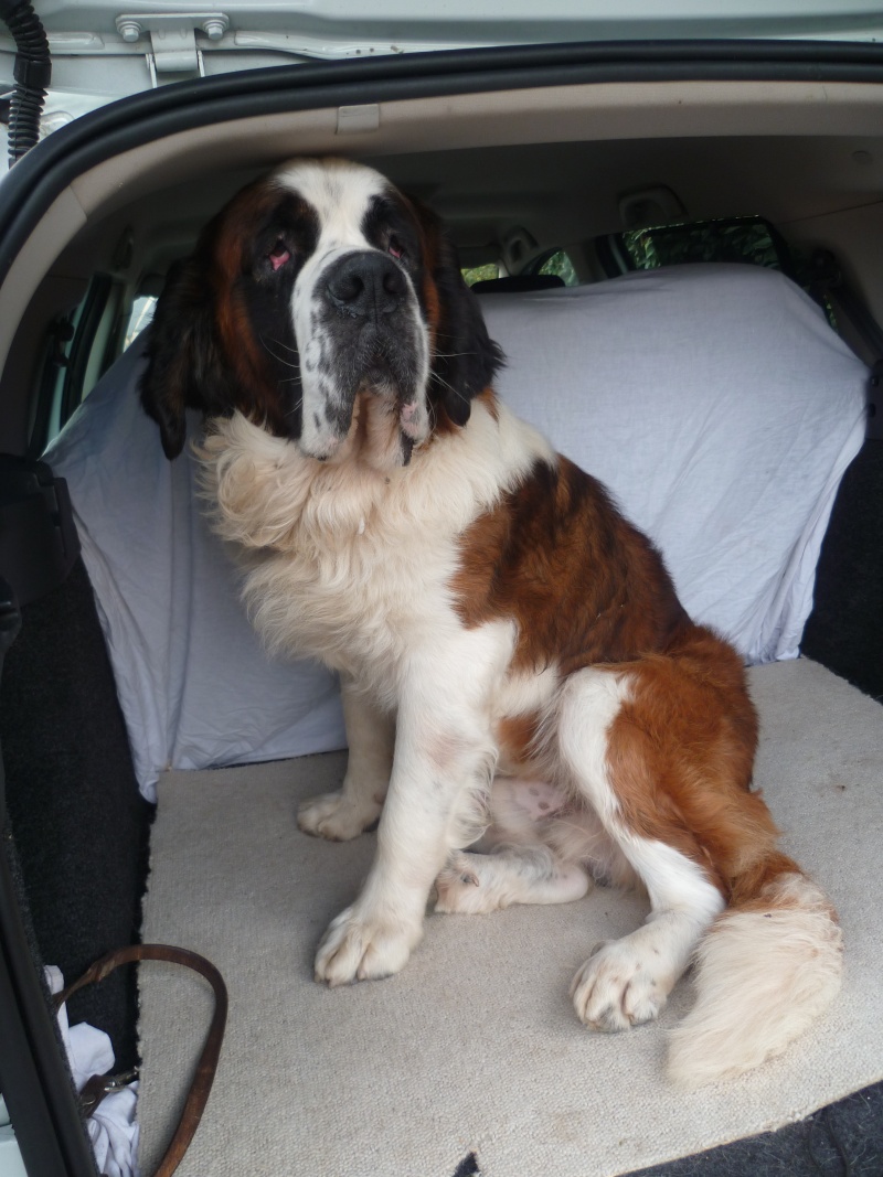 Cana Mâle St Bernard Vendée P1010319