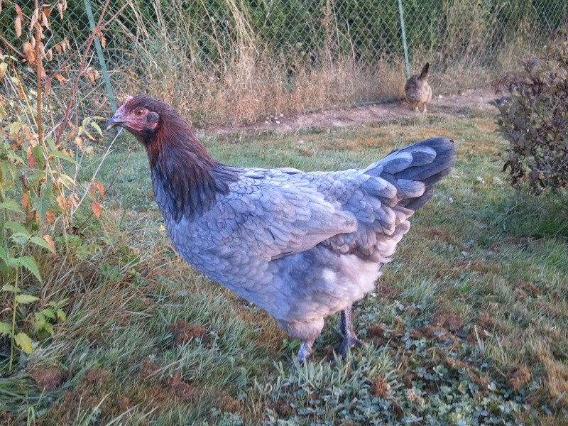 Jeune coq et poule marans BCC Wp_00119