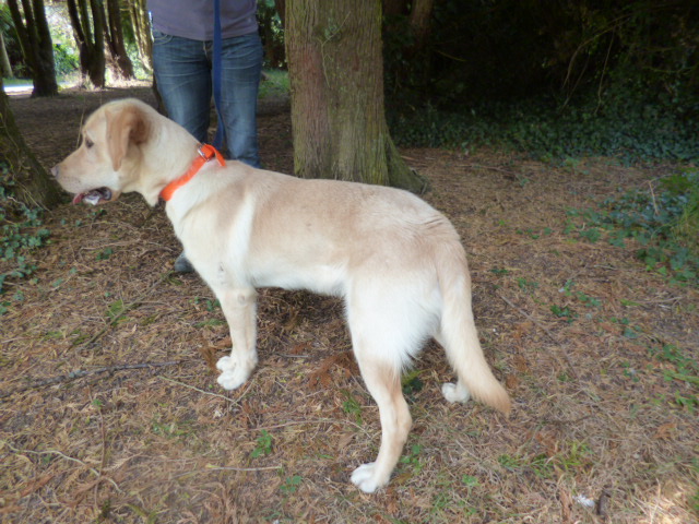 GASPARD croisé labrador golden en fourrière (50) 20_sep13