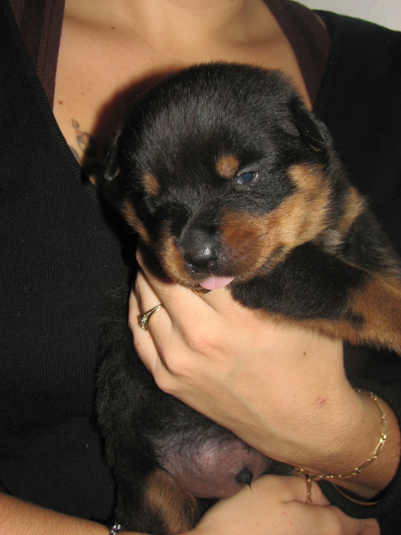 Naissance chiots rottweilers le 27.09.2012 Img_1414