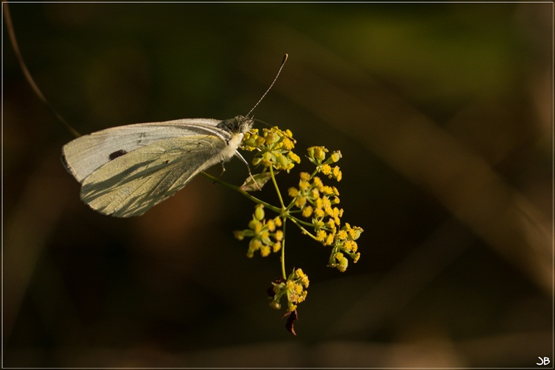 Photos Lumix 24 Aout 2012 Lr4-p138