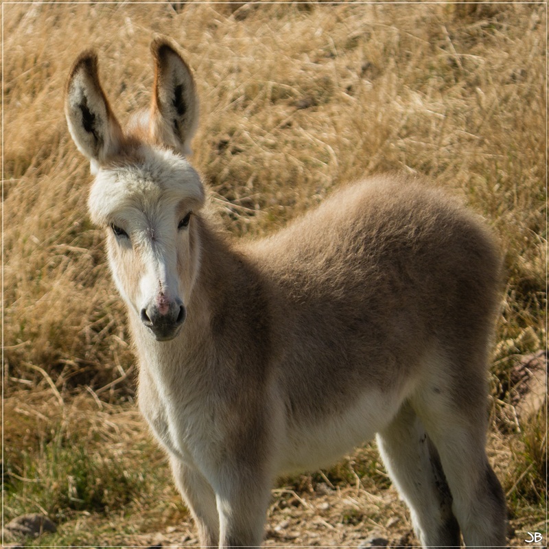 Un beau bébé Lr4-p157