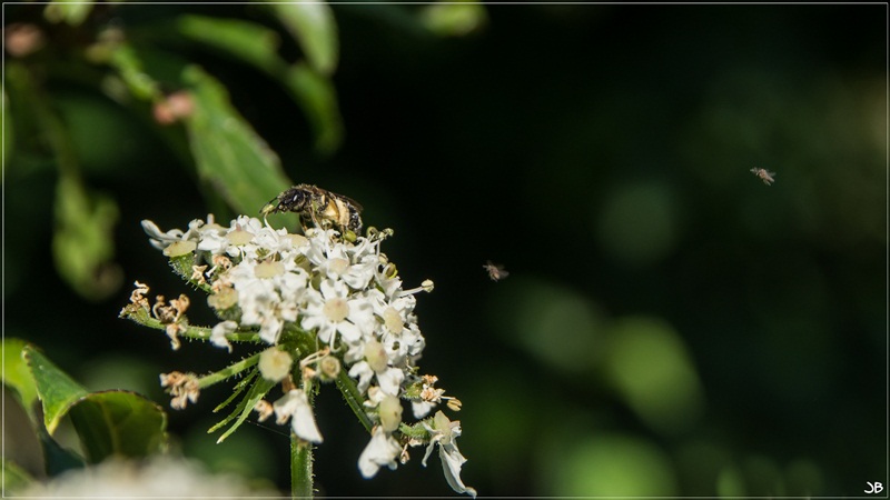 Taille d'abeilles Lr4-p811