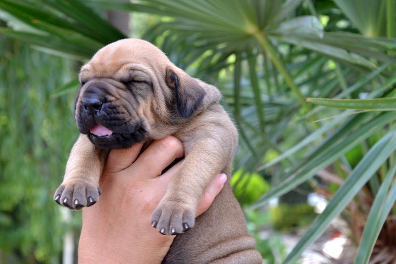 Vitoldo Perolas De Blue Lagoon - Fila Brasileiro  99870810