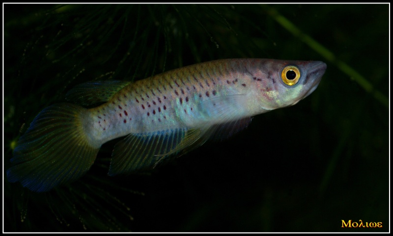 Epiplatys togolensis Iwo NTC 07-01 Ep_tog11