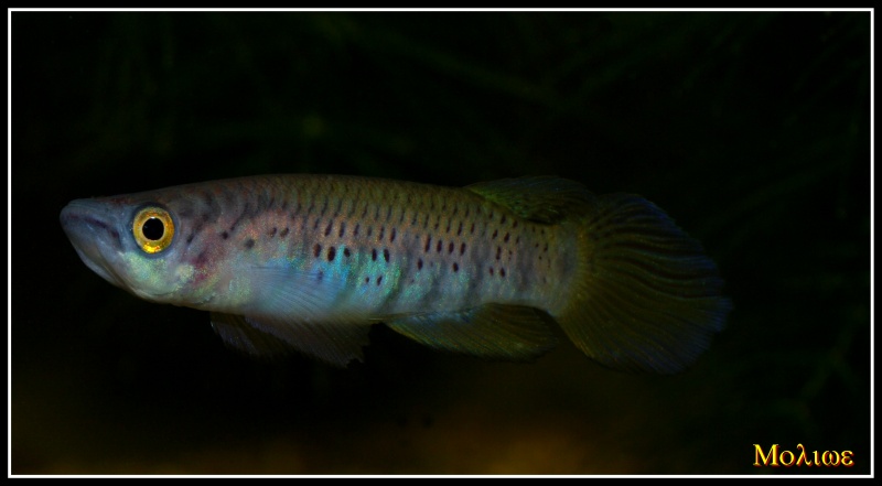 Epiplatys togolensis Iwo NTC 07-01 Ep_tog13