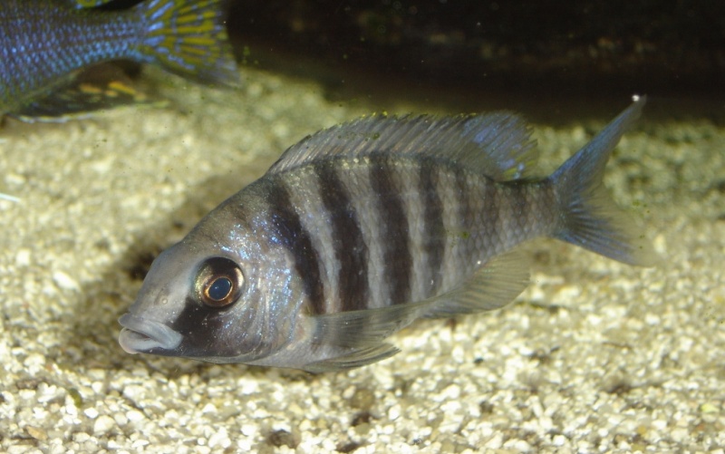 Placidochromis sp phenochilus tanzania Femell13