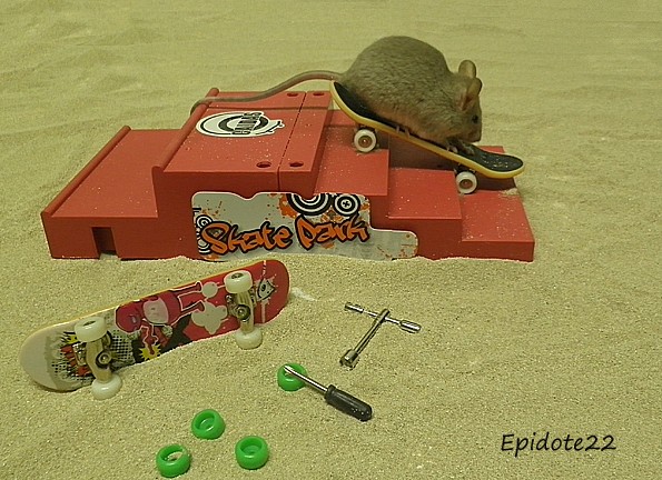 [Septembre 2012] Les souris font leur crise d'ados!! 01_epi10