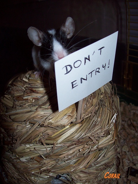 [Septembre 2012] Les souris font leur crise d'ados!! 3_cora11