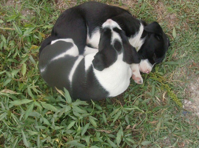 [ Dou para adopção ] 2 Cachorrinhas Cachor12
