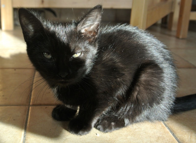 Mona lisa, chatonne noire avec étoile blanche, né le 6 avril 2013 - réservée Dsc_8716