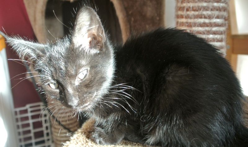 Mona lisa, chatonne noire avec étoile blanche, né le 6 avril 2013 - réservée Dsc_8717