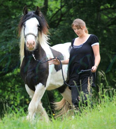 CILLBARRA LEO, étalon pie-noir homozygote, yeux bleus en Auvergne 19_jui10