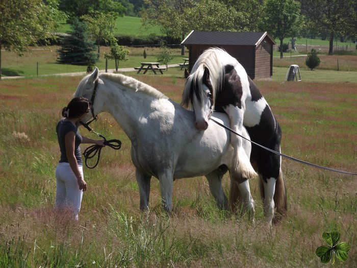 CILLBARRA LEO, étalon pie-noir homozygote, yeux bleus en Auvergne 26-05-12