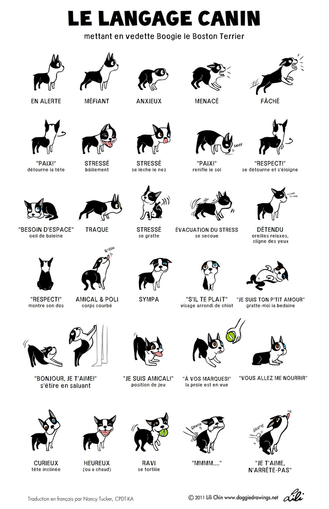 Le langage du chien Langag10
