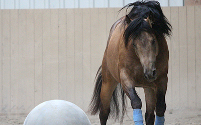 QUARTER HORSE • Apotheosis (♂) Qh110