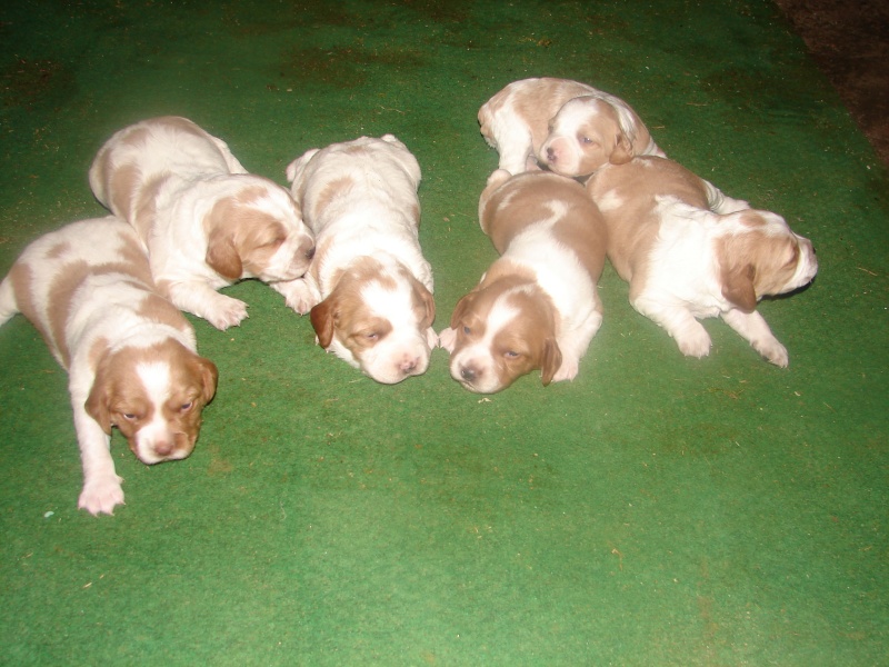 Chiots Epagneuls Bretons LOF 09102011