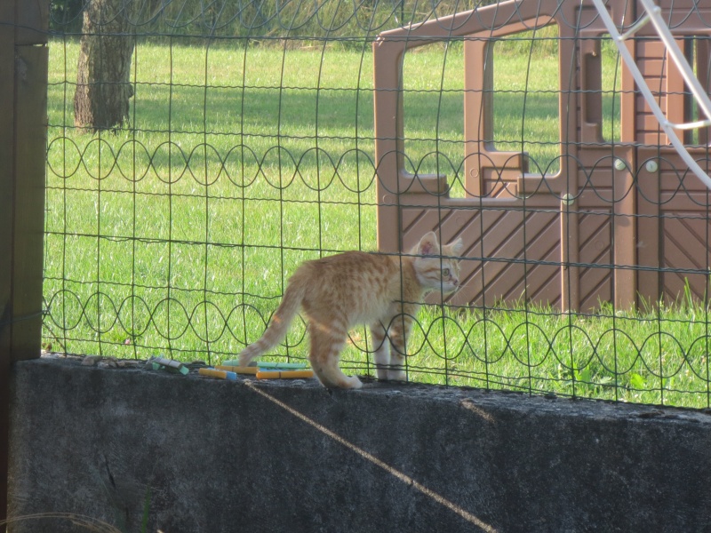 trouvé chaton, besoin de conseils Chaton10