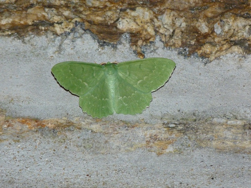 Geometra papilionaria, P1320211