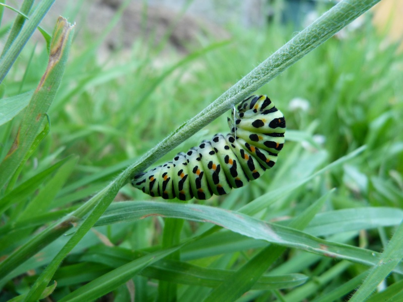 Papilio machaon, P1330412