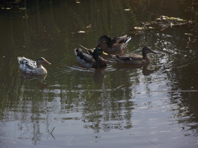 Des canards à Pin Aout_221