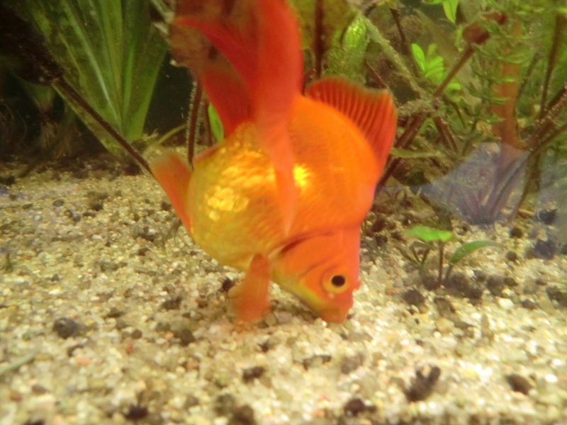 Mes poissons rouges B10