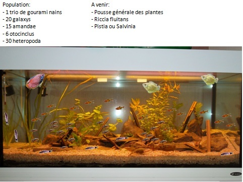 200L communautaire staring danio margaritatus, hyphessobrycon amandae, corydoras habrosus & colisa lalia Sans_t10