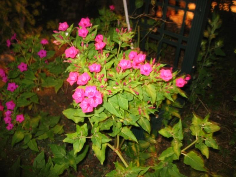 les fleurs du jardin Photo_11