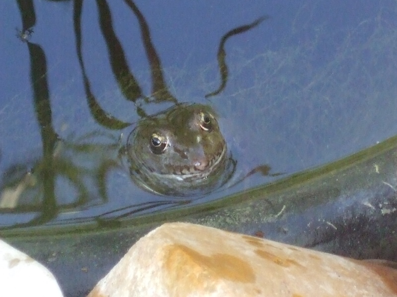 Les grenouilles dites "vertes", genre Pelophilax. Photo_18